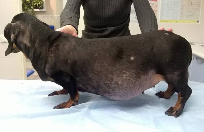 ᐈ как вылечить синдром кушинга? ~【диагностика в киеве】