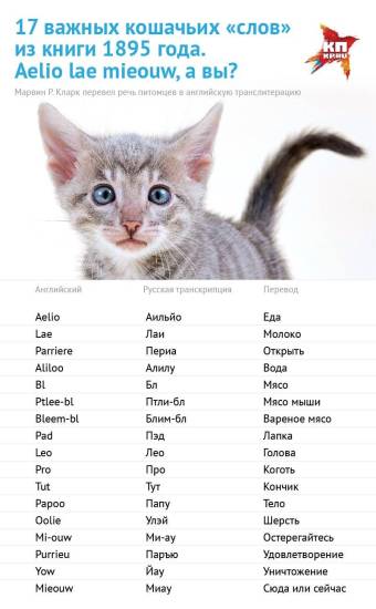 Японские клички для котов и кошек - лучшие варианты имен с расшифровкой значения