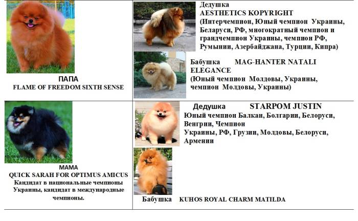 Померанский шпиц: описание породы, характер, содержание, уход