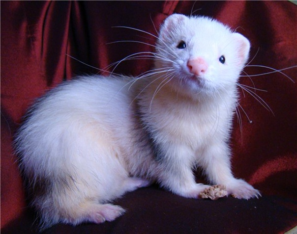 Домашние хорьки – стоит ли заводить дома?