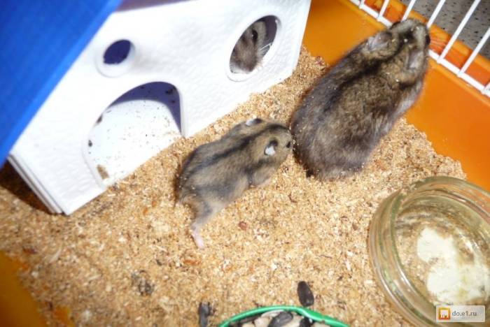 Джунгарский или сирийский хомяк, в чем различия видов