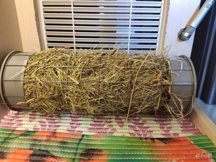 Лучшая подстилка для морской свинки: какой наполнитель выбрать в клетку — древесный или опилки, коврик пвх или флис, можно ли использовать кошачий