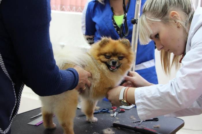 Что такое груминг? или для чего нужен профессиональный подход? ⋆ сеть ветеринарных клиник max&vet
