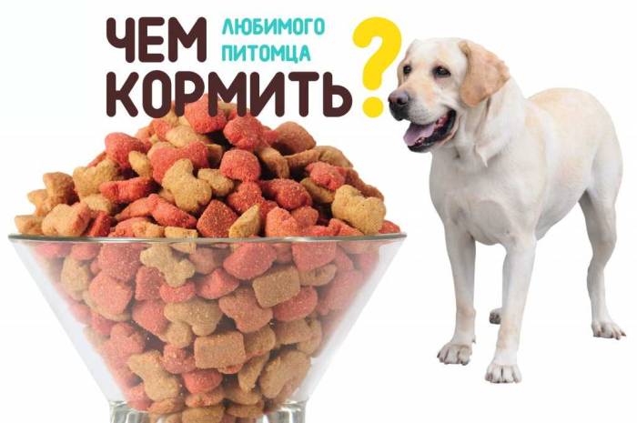 Чем кормить той терьера: в домашних условиях, как правильно и что предпочитает той терьер?