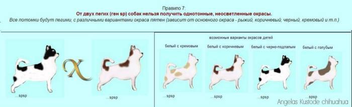 Чихуахуа: классификация породы по внешним признакам