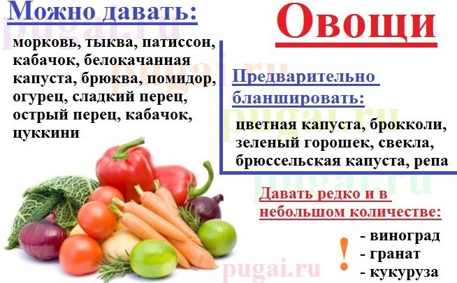 Можно ли попугаю огурец: включать или нет в рацион какаду, жако, волнистых свежий овощ, как правильно давать, польза и вред для птиц