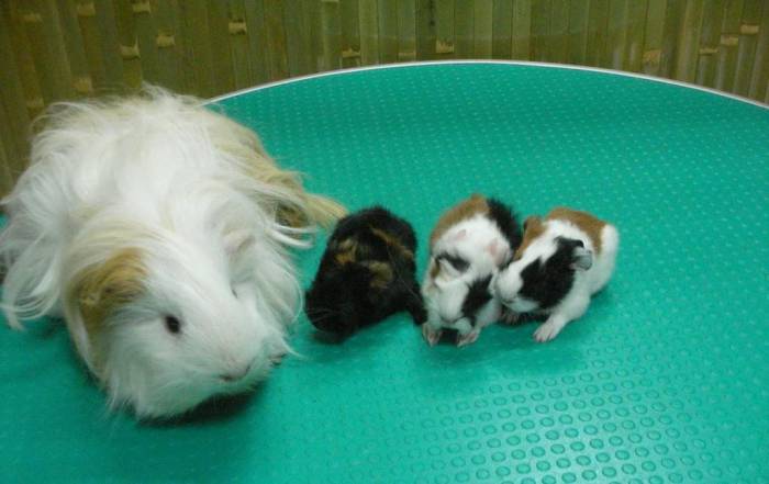 Как ухаживать за морской свинкой: плюсы и минусы содержания в домашних условиях