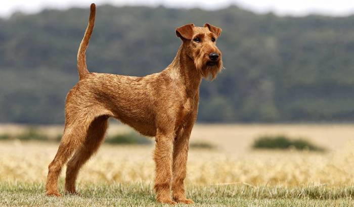 Ирландский терьер: описание породы мягкошерстного пшеничного терьера, содержание, уход и дрессировка