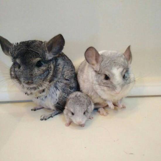 Разведение шиншилл как бизнес — выгодно или нет