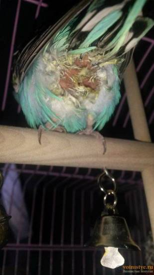 Что делать, если отравился попугай