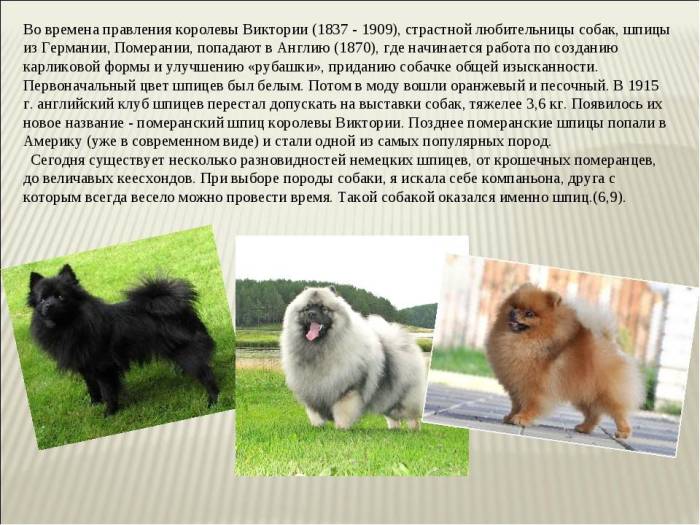 Померанский шпиц — порода собак