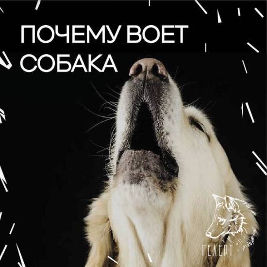 Почему собака ест траву