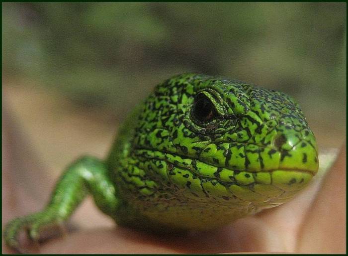 ᐉ черепаха это земноводное (амфибия) или пресмыкающееся (рептилия)? - zoopalitra-spb.ru