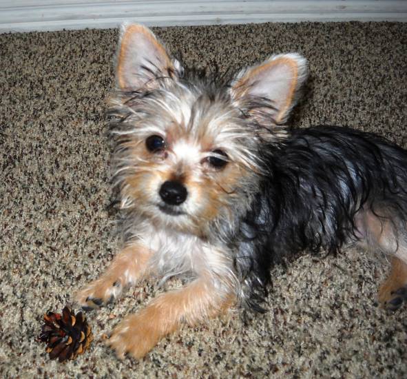 Как выглядит метис йорка и чихуахуа; чорки: описание характера породы и отзывы владельцев