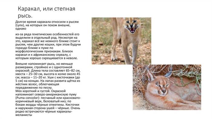 Кошка каракал — степная рысь в подробном обзоре породы | обалденно