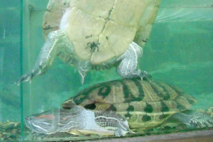 Как спариваются черепахи: особенности, правильный уход и выращивание черепах