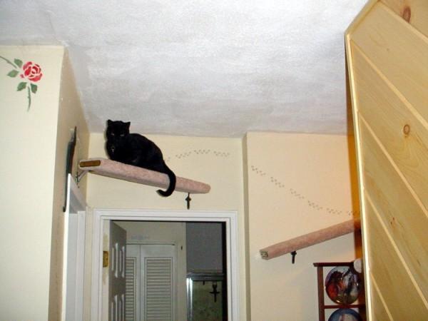 5 способов отвадить соседских котов от своего участка