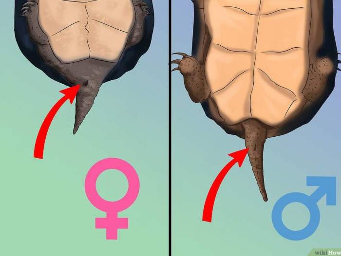 Красноухая черепаха: как определить пол. как определить пол у красноухих черепах (фото и видео)