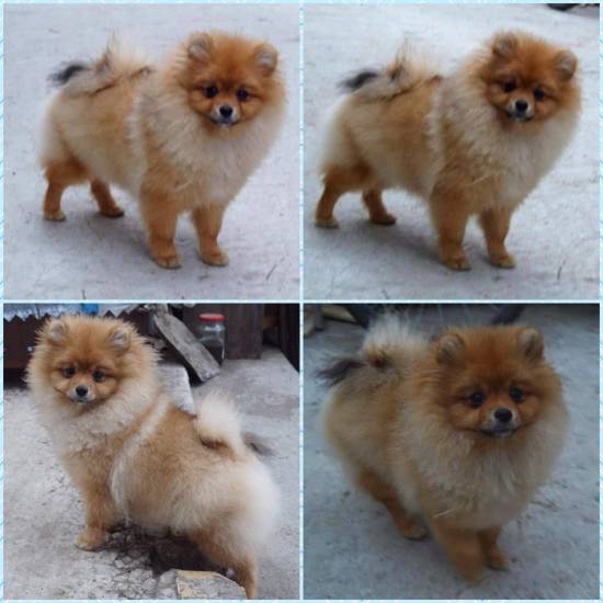 Какие типы померанских шпицев существуют?