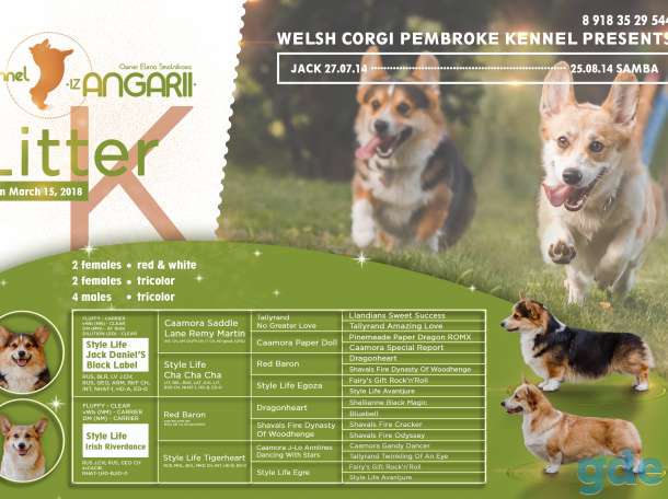 Чем кормить корги: правильный рацион для щенков и взрослых собак