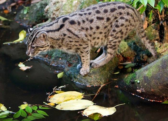 Кот рыболов: внешний вид, фото, особенности, интересные факты, среда обитания