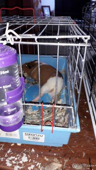 Обустройство туалета для морской свинки