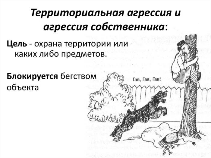 Собака стала агрессивной: причины и виды агрессии | ваши питомцы