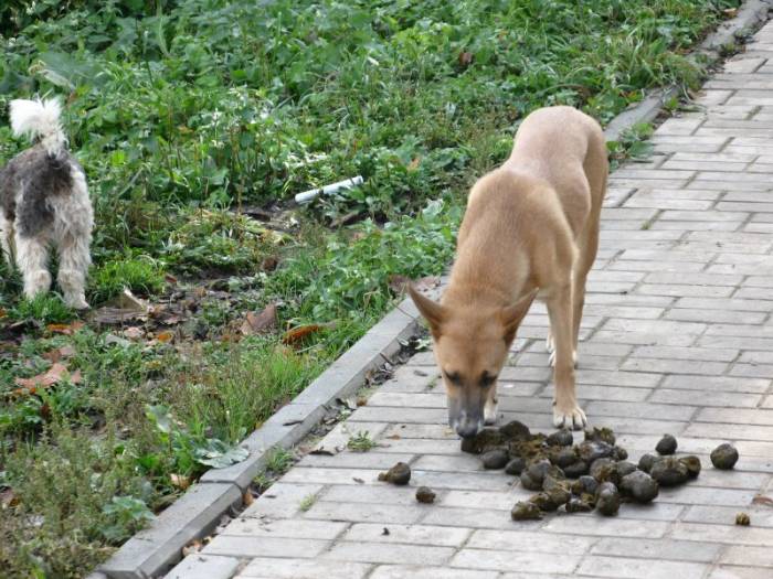 Почему собаки валяются в тухлятине: причины, предположения, факты | ваши питомцы