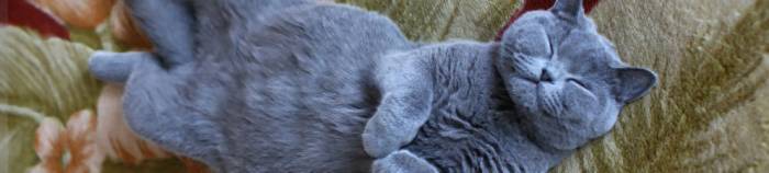 Размножение британских кошек: как часто бывает и сколько длится течка, правила вязки, беременность, роды