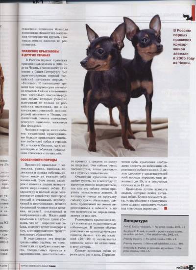 Русский той-терьер — особенности и уход за породой