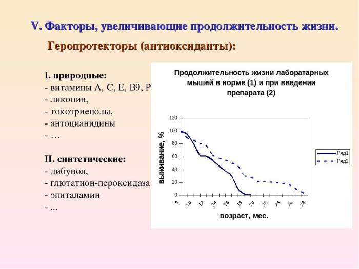 Сколько живут лабрадоры: продолжительность жизни породы