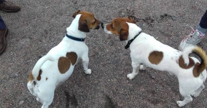 Начало и длительность течки у джек-рассел-терьеров: когда и как вязать собак