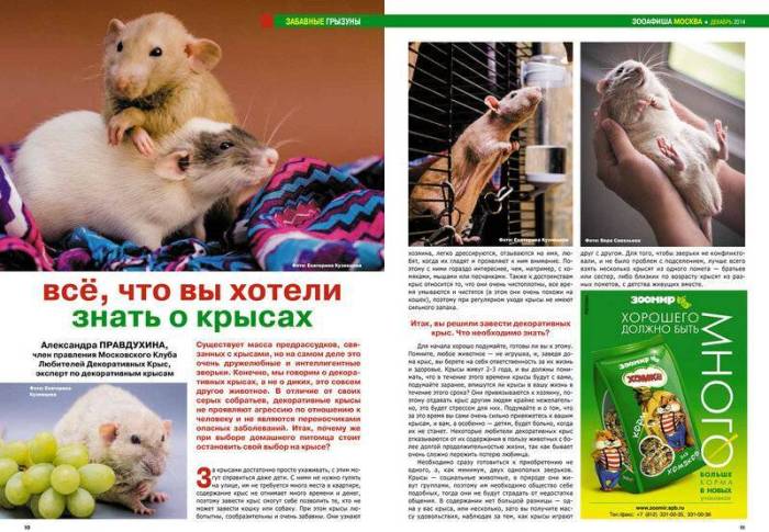 Болезни крыс и мышей: зоонозы, симптомы и лечениеветлечебница рос-вет