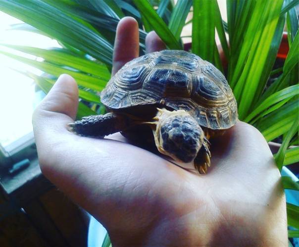 Виды маленьких черепах и правила их содержания