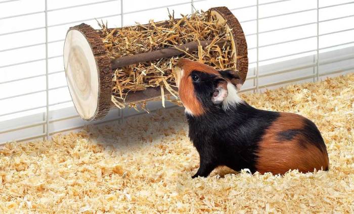 Игрушки для морской свинки: как развлечь морскую свинку?