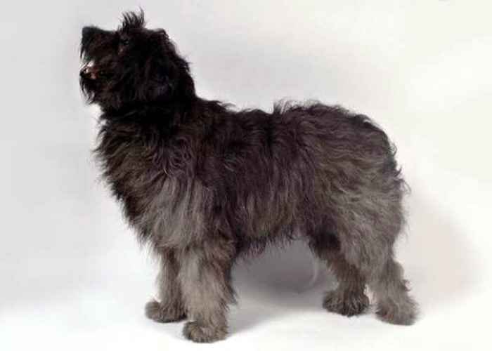 Португальская овчарка (као да серра-де-айрес): обзор породы с фото и видео