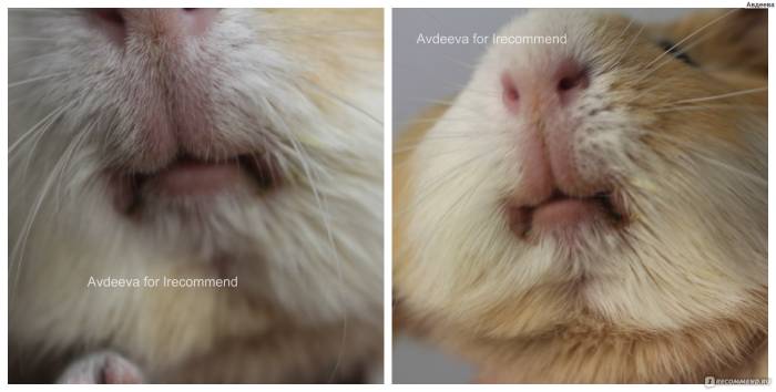 Лишай у морских свинок: особенности заболевания и его опасность