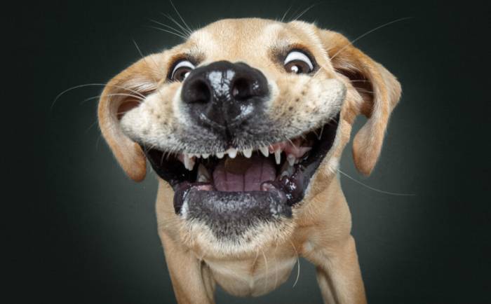 Почему кошки не дружат с собаками