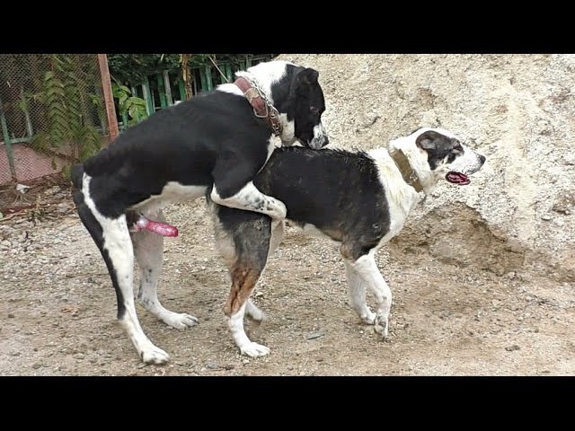 Что такое собачий узел