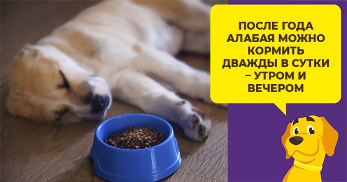 Особенности кормления щенков и взрослых алабаев: сколько ест в день