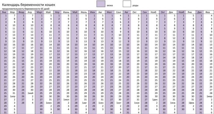 Как узнать, что кошке скоро рожать? поведение +видео