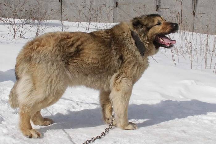 Алабай — среднеазиатская овчарка