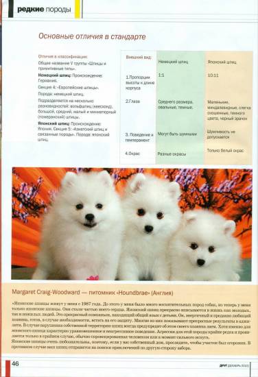 Как отличить немецкого шпица от померанского