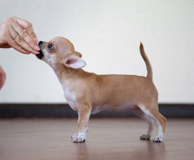 Дрессировка чихуахуа - особенности воспитания, чему можно научить щенка