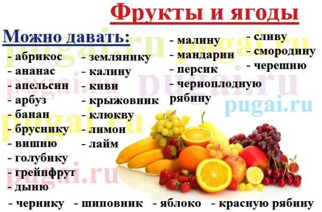 Какие фрукты можно давать волнистому попугаю. их польза и вред