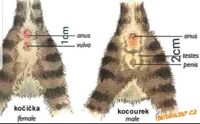 Как подружить в одной квартире кота и кошку