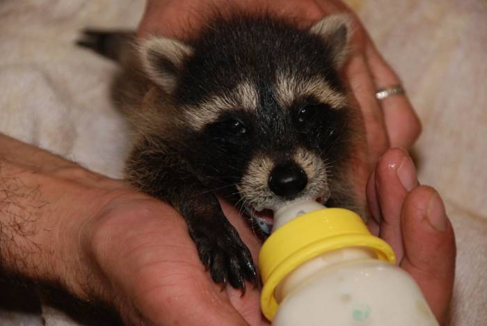Енот в домашних условиях с видео: как содержать и ухаживать