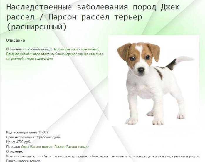 Типичные норные собаки – парсон рассел терьеры |