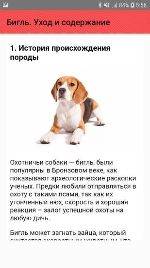 Бигль: уход и содержание в квартире и в доме