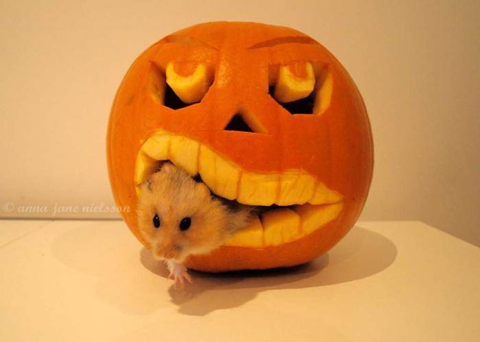 Можно ли хомякам дыню, тыкву, кабачок